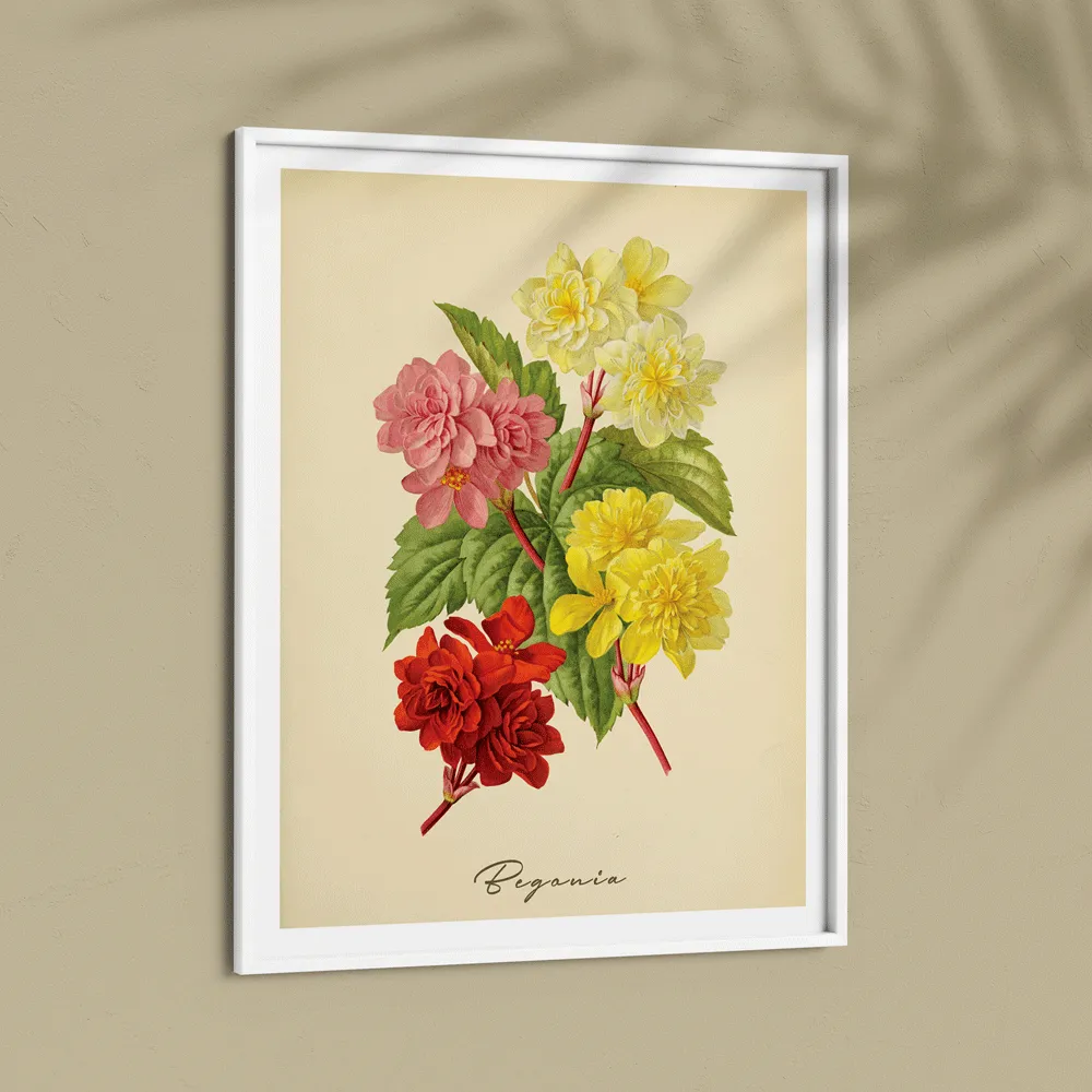 Begonia - Amber