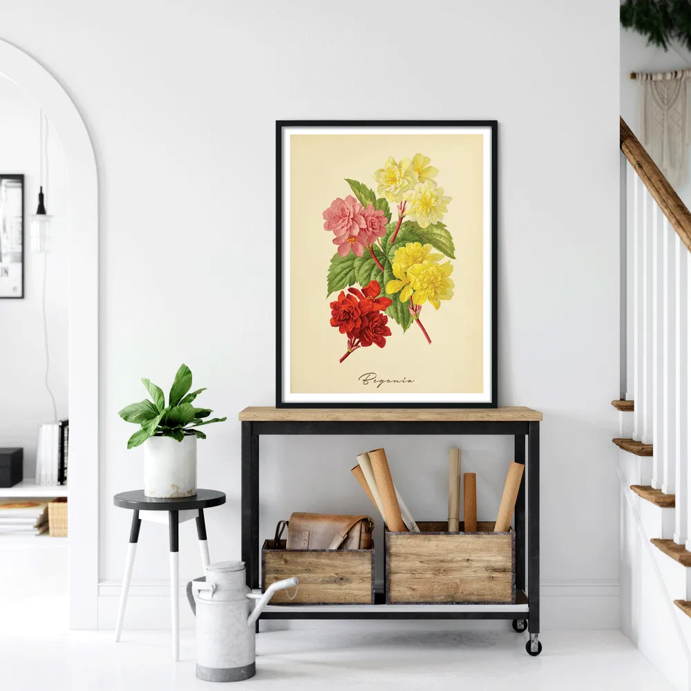 Begonia - Amber