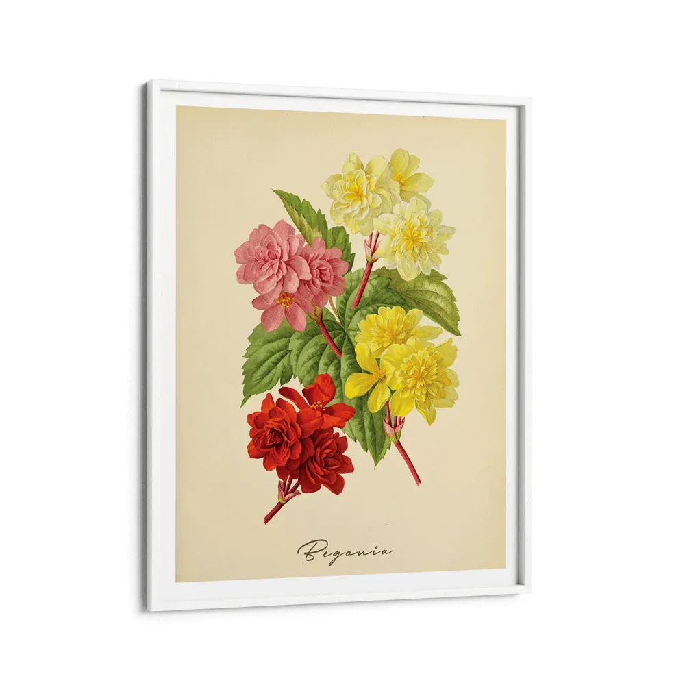 Begonia - Amber