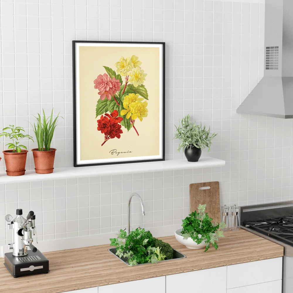Begonia - Amber