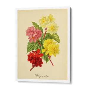 Begonia - Amber
